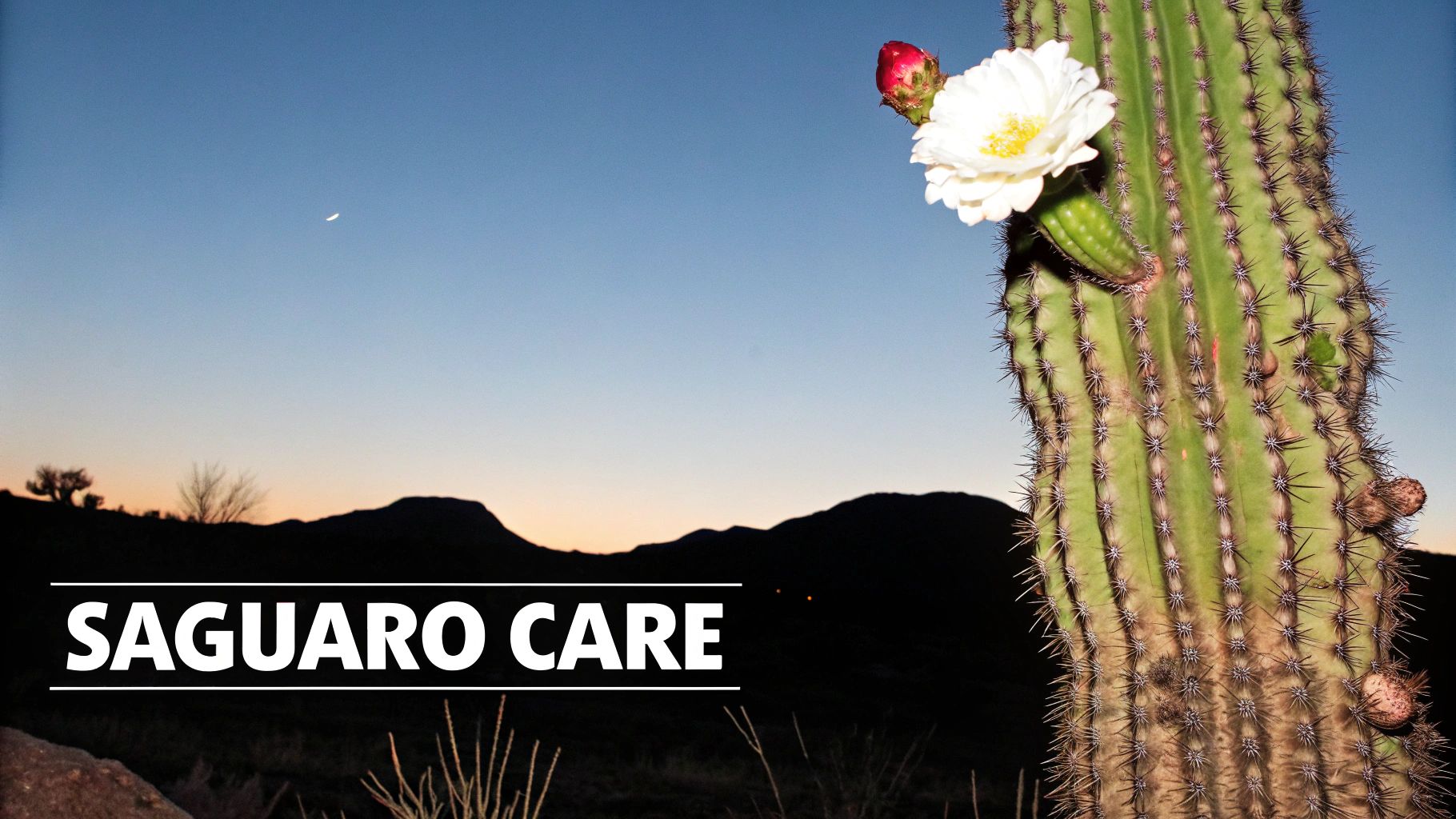 Screenshot from https://en.wikipedia.org/wiki/Stenocereus_thurberi