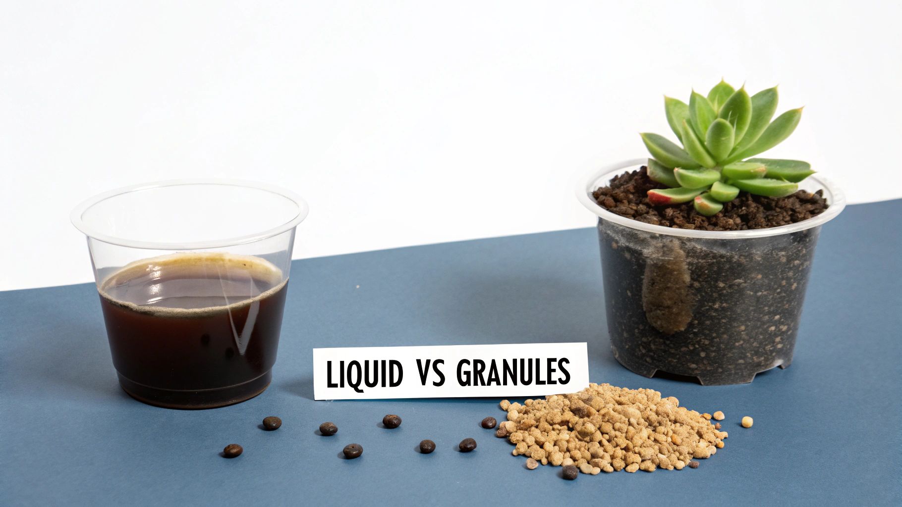 Two types of succulent fertilizer, liquid and granular, shown side by side.
