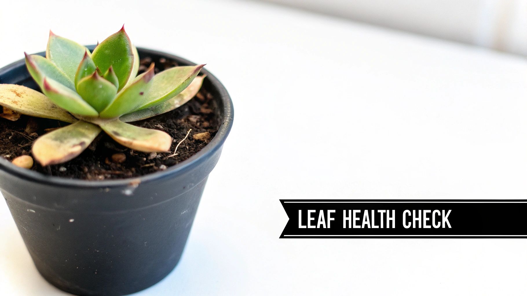 Close-up of a succulent plant in a black pot with some leaves turning yellow and brown, with text 'LEAF HEALTH CHECK'.