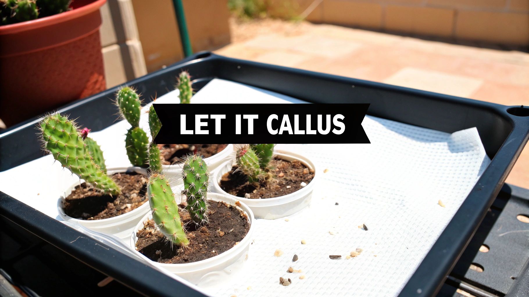 Green cactus cuttings in small pots are placed on a black tray with a paper towel to callus.