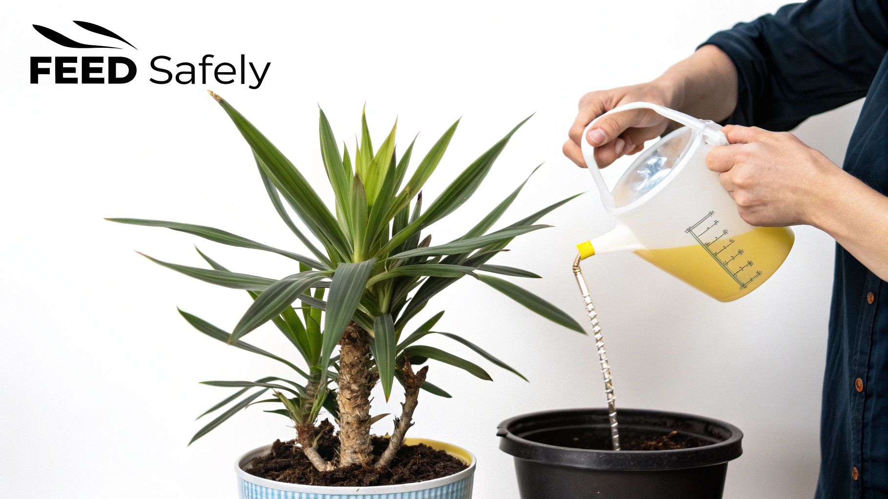 A person fertilizes a yucca plant with a specialized watering can and yellow liquid.