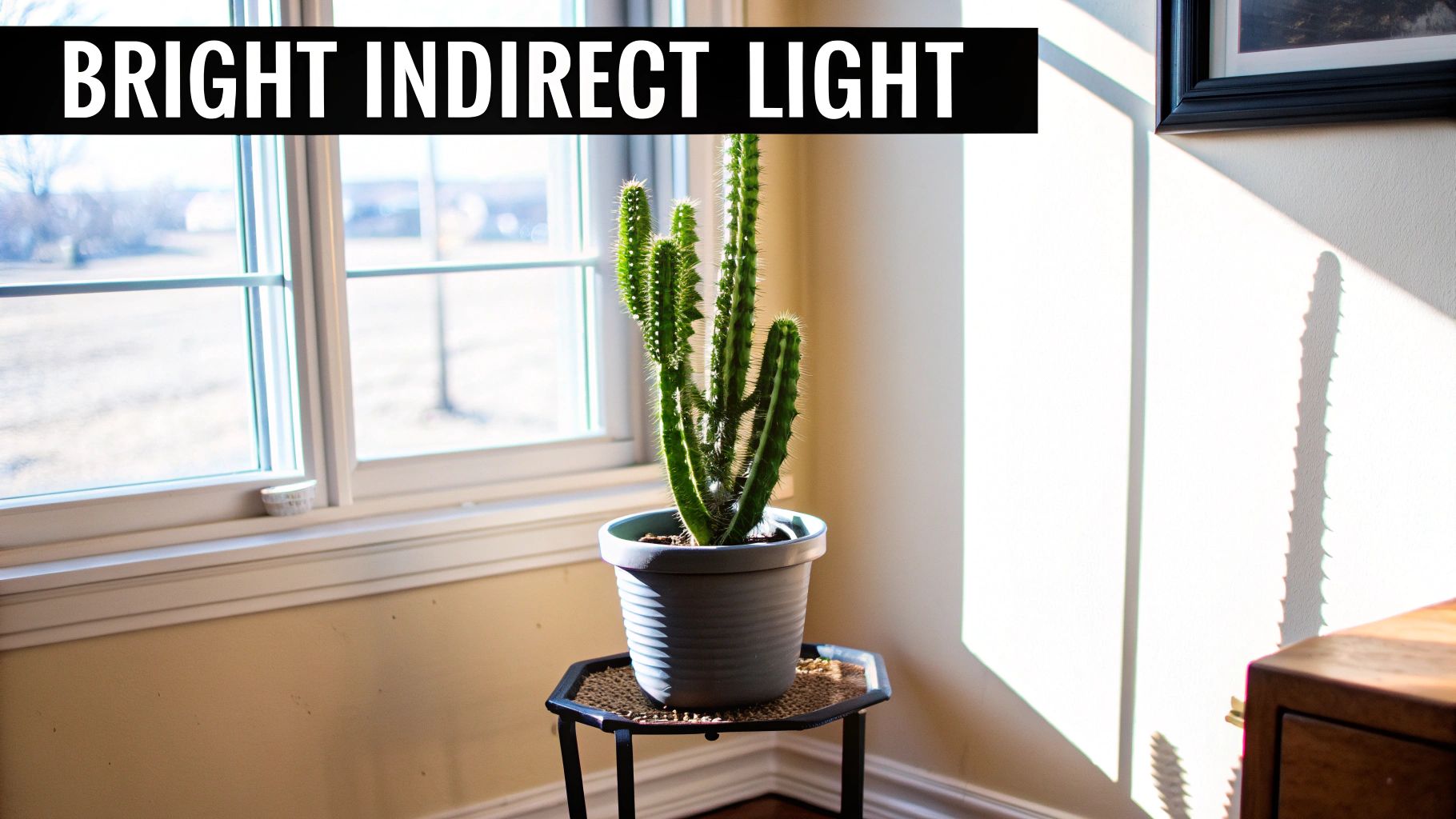 A potted monkey tail cactus thrives in bright indirect light near a window, casting distinct shadows.