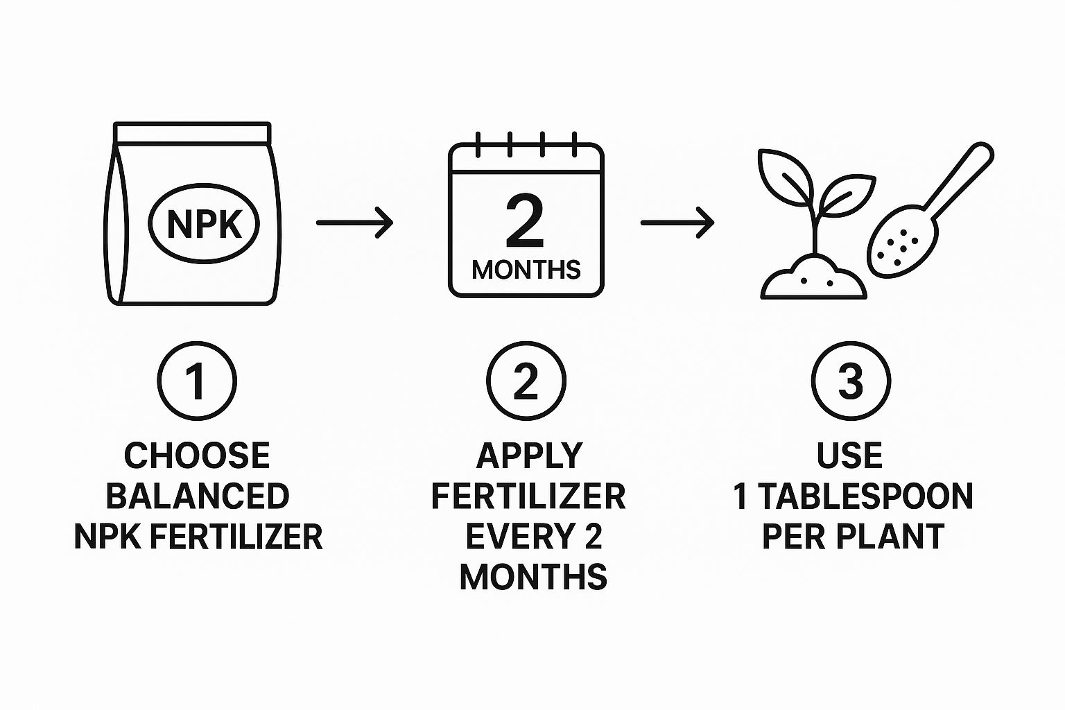 Infographic about century plant care