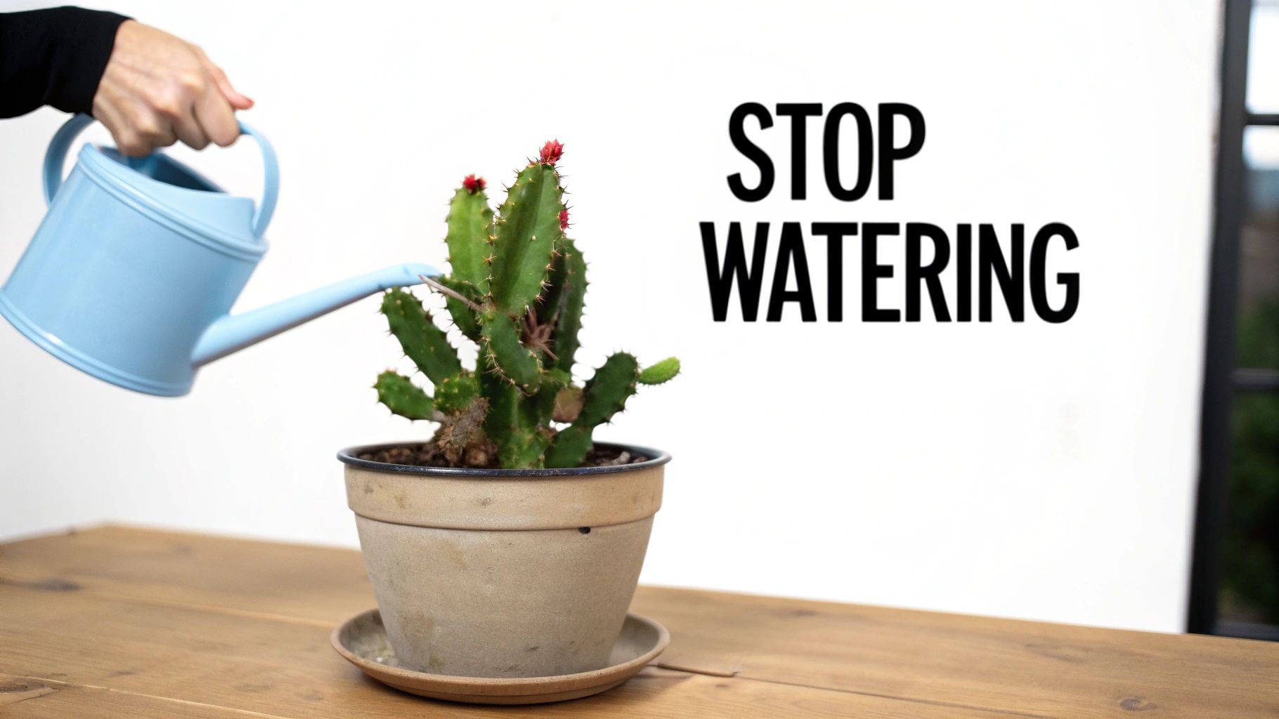 A hand uses a blue watering can to water a green potted cactus with "STOP WATERING" text.
