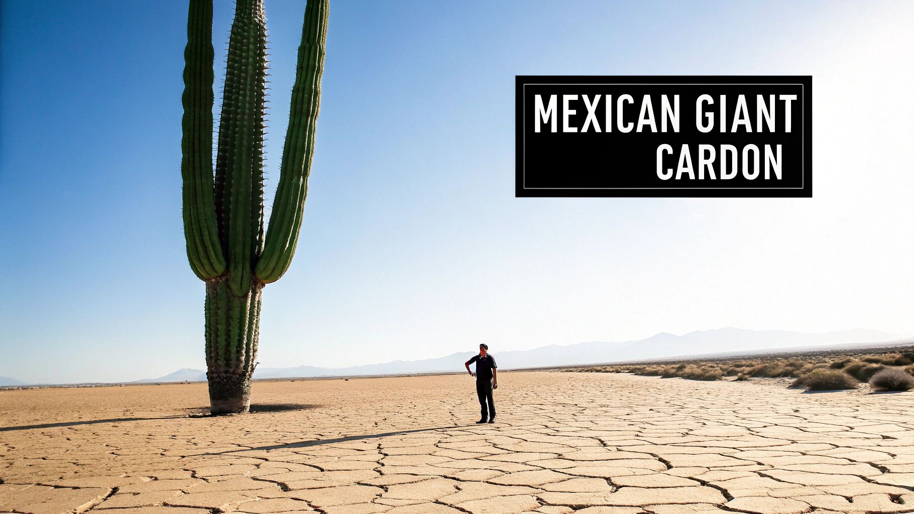 Screenshot from https://en.wikipedia.org/wiki/Carnegiea_gigantea