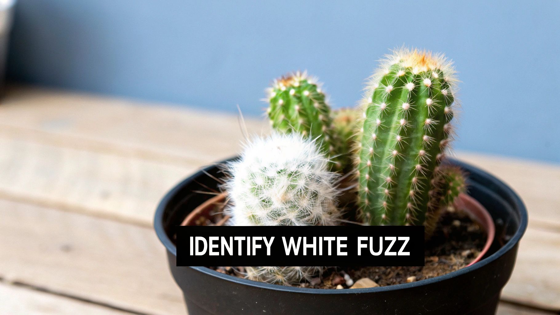 Close-up of mealybugs creating white fuzz on a green cactus pad
