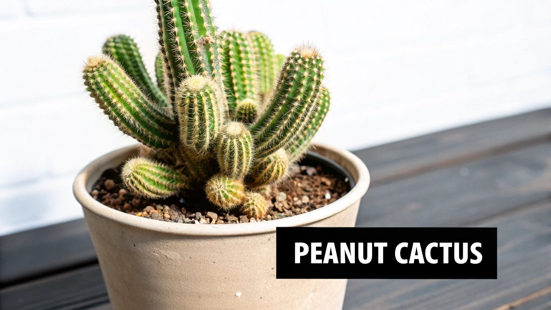 A vibrant green peanut cactus with many spiny stems, potted on a dark wooden surface.