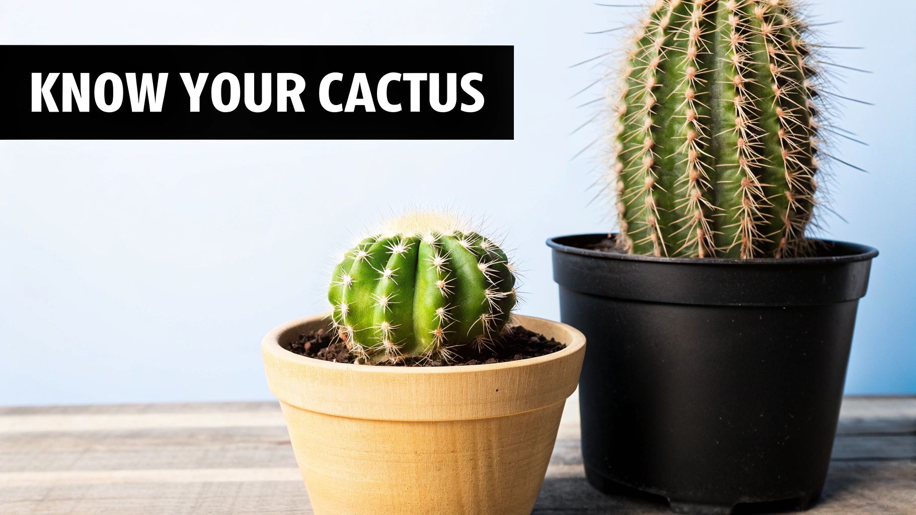 Two potted cacti, a small round one and a larger tall one, on a wooden surface with text 'KNOW YOUR CACTUS'.
