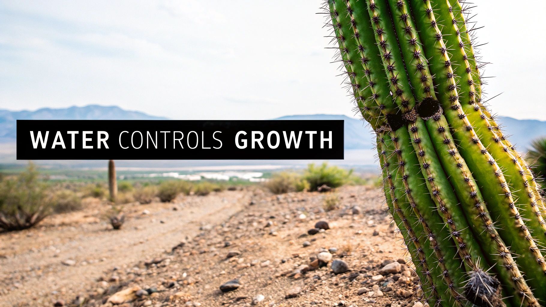 A saguaro cactus stands tall against a dramatic sky, its ribbed texture visible.