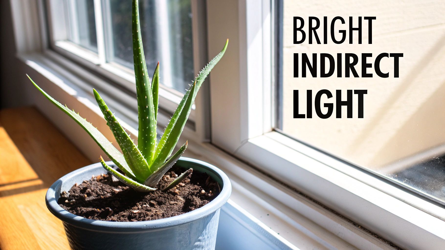 A healthy aloe vera plant in a terracotta pot near a window