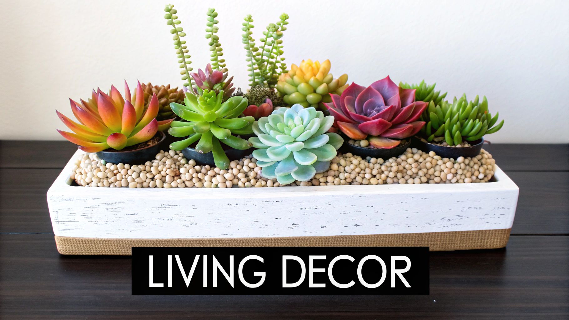 A person gently watering a small potted succulent with a watering can.