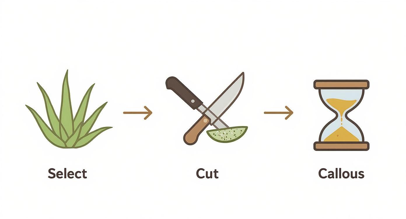 Three-step process showing aloe vera plant selection, cutting with knives, and callous formation over time