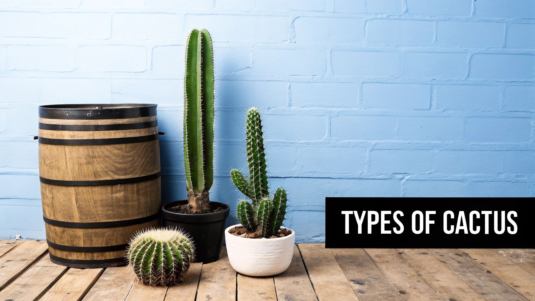 Three different types of potted cacti and a wooden barrel on a wooden floor against a blue brick wall.
