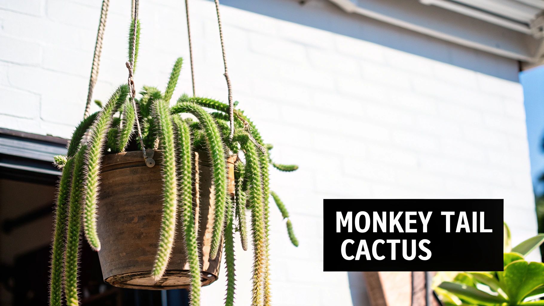 A monkey tail cactus with long, green, fuzzy stems hangs in a pot against a white brick wall.