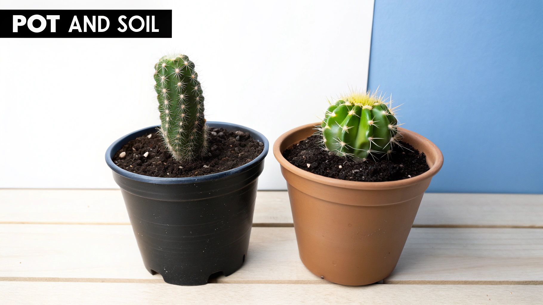 Two potted cacti, one tall and one round, on a wooden surface with a white and blue background.
