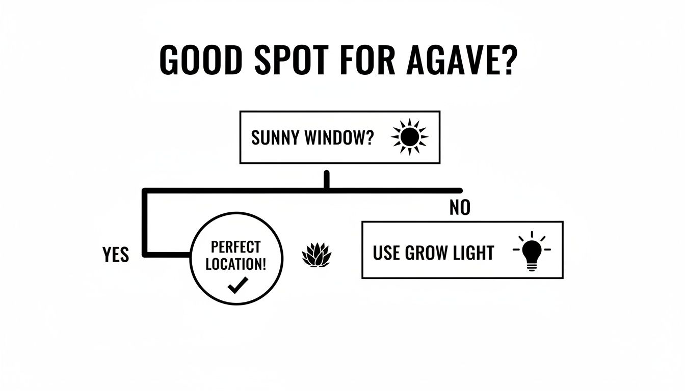 A flowchart guides on finding a good spot for agave plants, recommending a sunny window or grow light.