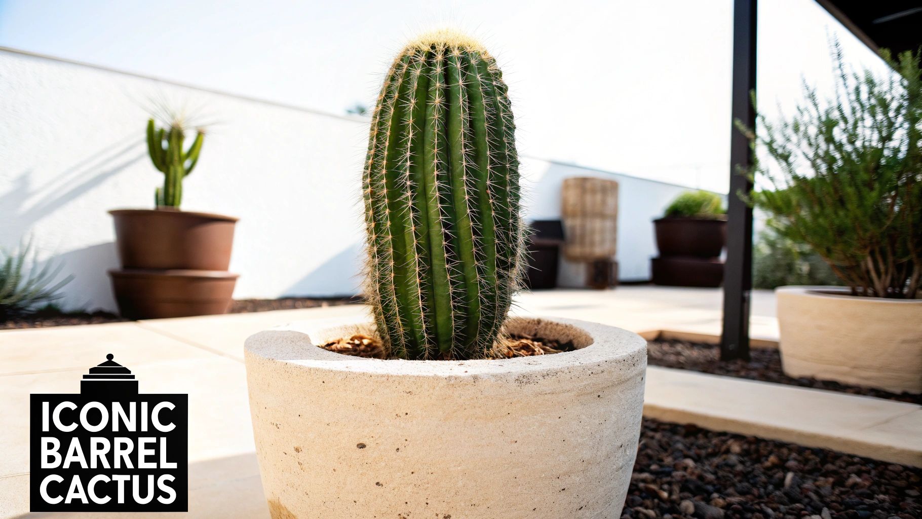 A vibrant green barrel cactus thriving in a light-colored pot outdoors, surrounded by pebbles.