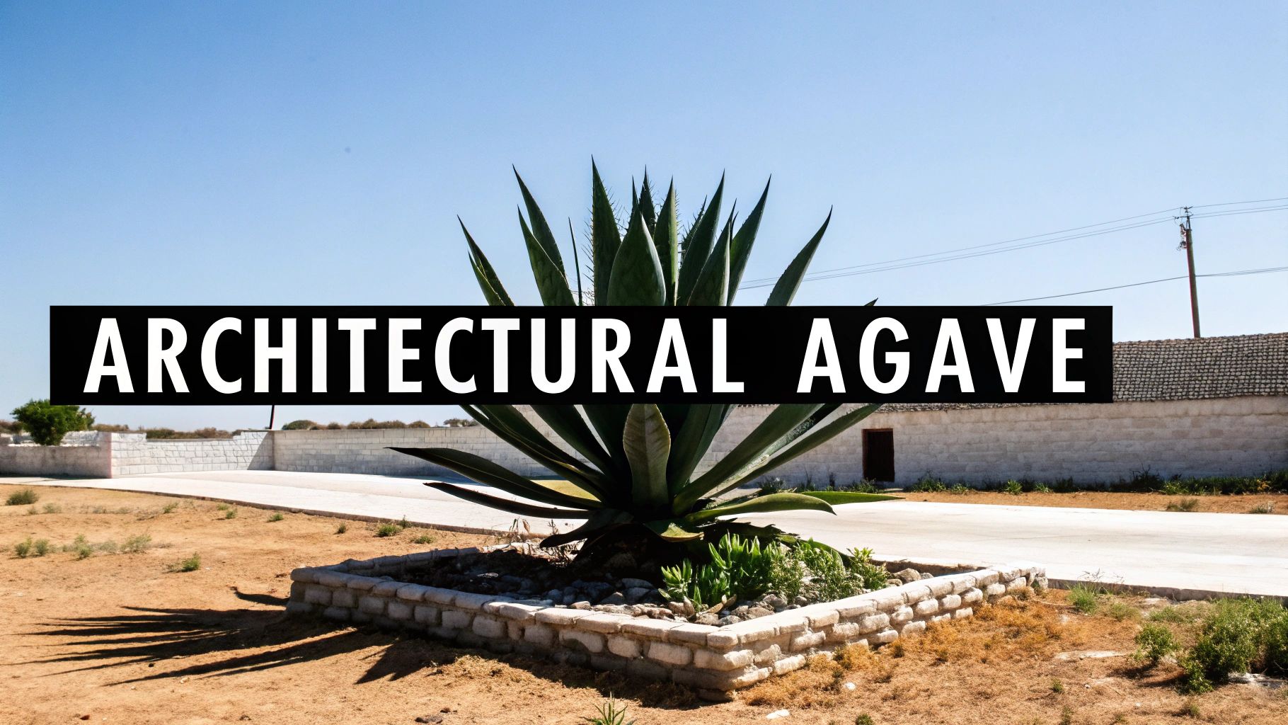 A large, striking agave plant with spiky green leaves stands prominently in a desert landscape.