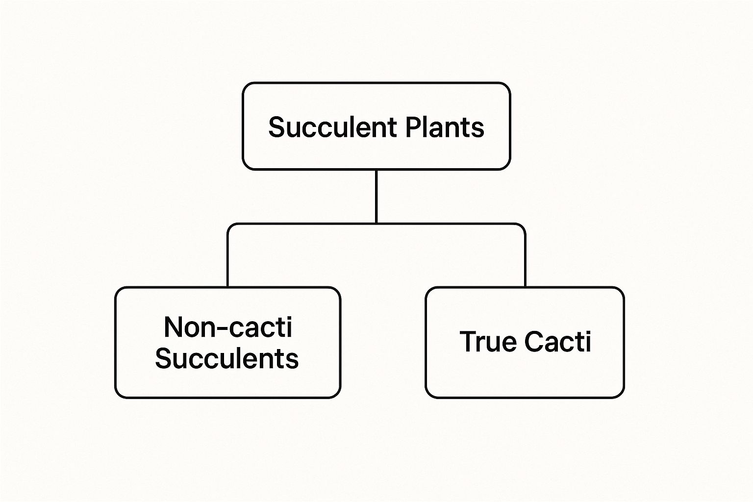 Infographic about types of succulents and cacti