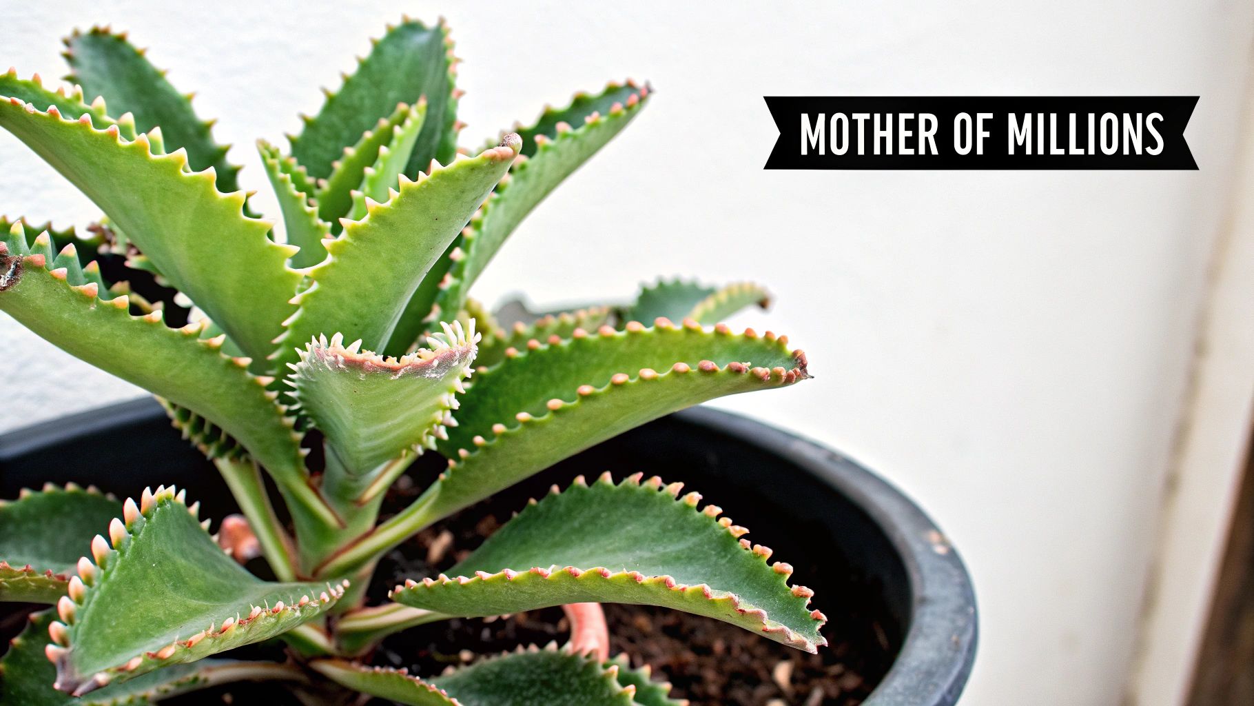 Close-up of a Mother of Millions succulent plant in a black pot, showcasing its unique plantlets.