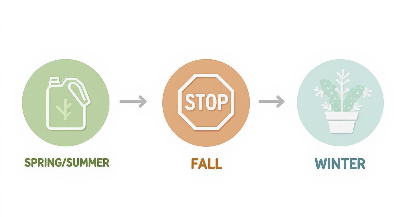Infographic about how to care for a christmas cactus indoors