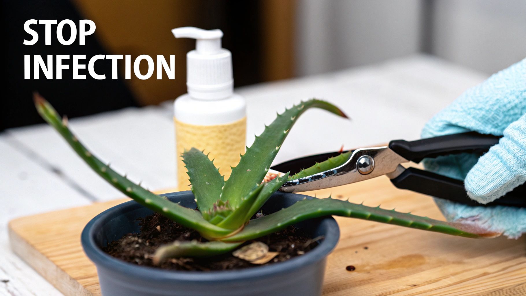 An aloe vera plant with brown spots being tended to by a person, indicating care for environmental stress.
