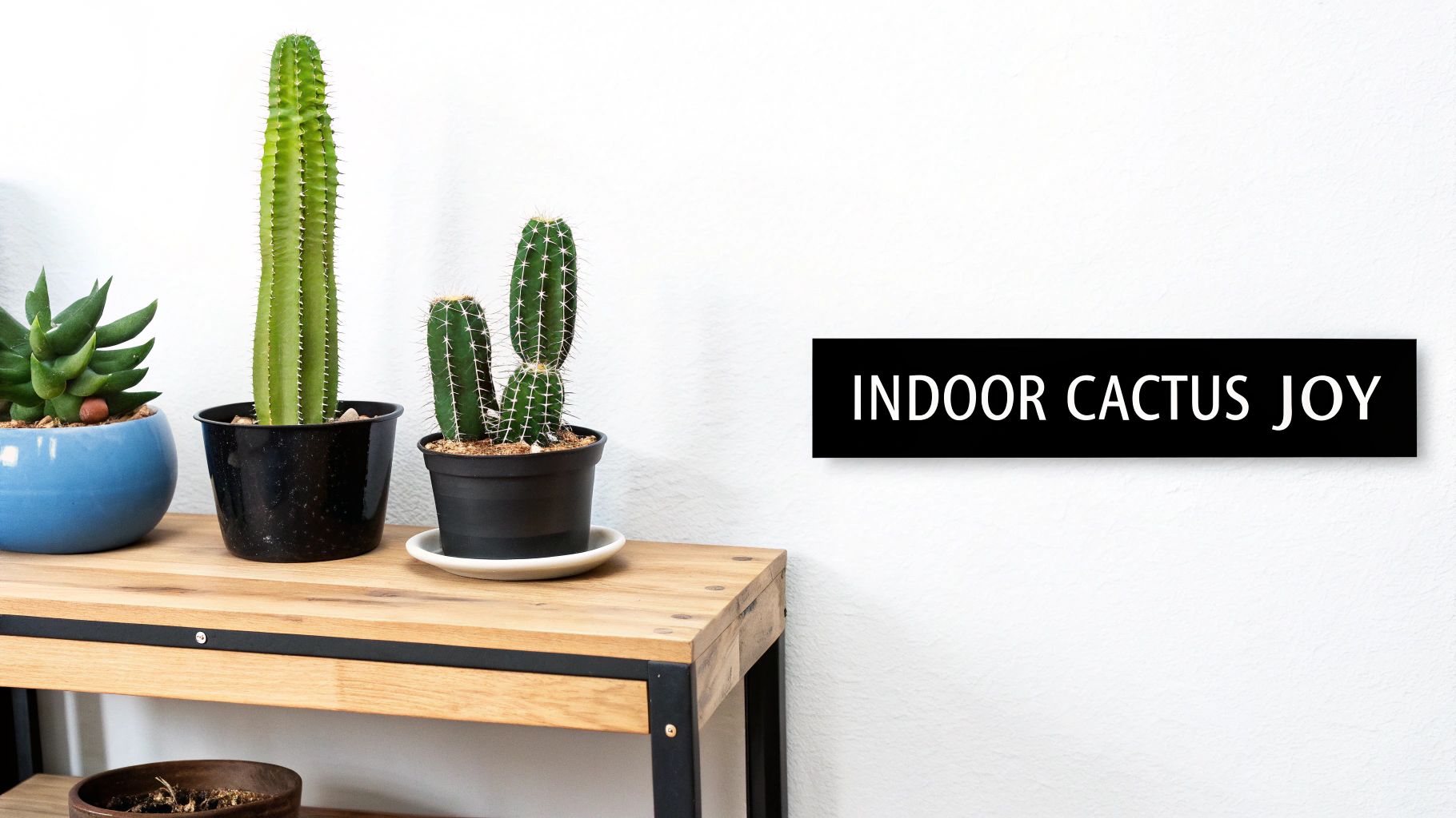 A variety of small cactus plants in individual pots arranged on a wooden shelf.