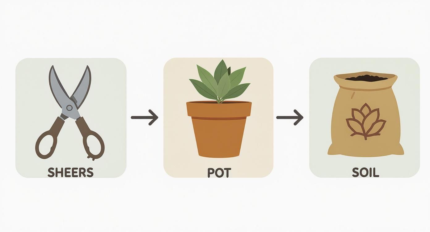 Infographic about growing succulents from cuttings