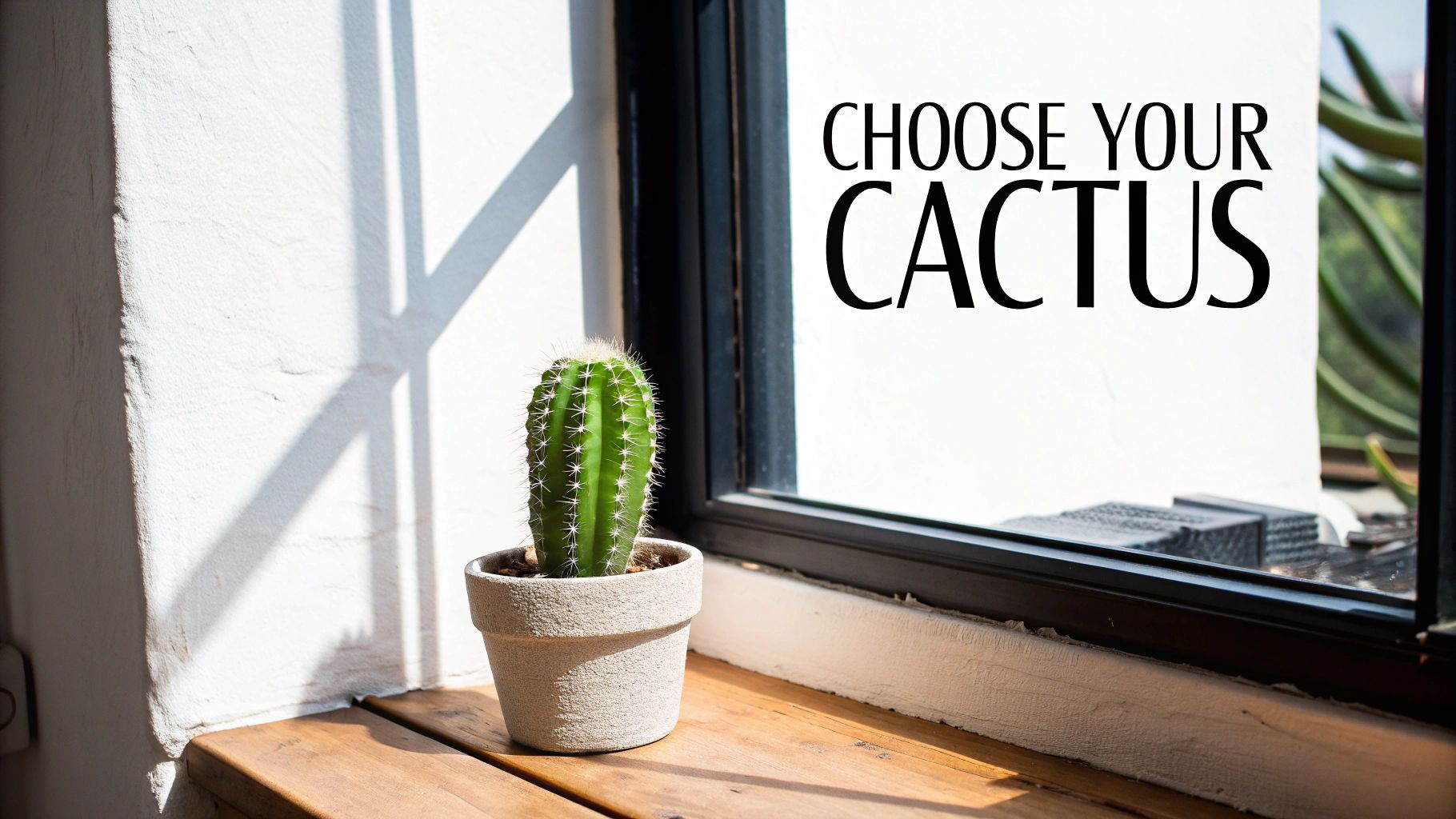 Choosing a Cactus That Matches Your Space