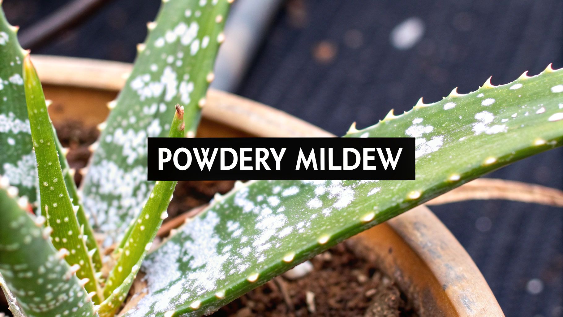 Close-up of an aloe vera plant with visible white powdery mildew spots on its green leaves.