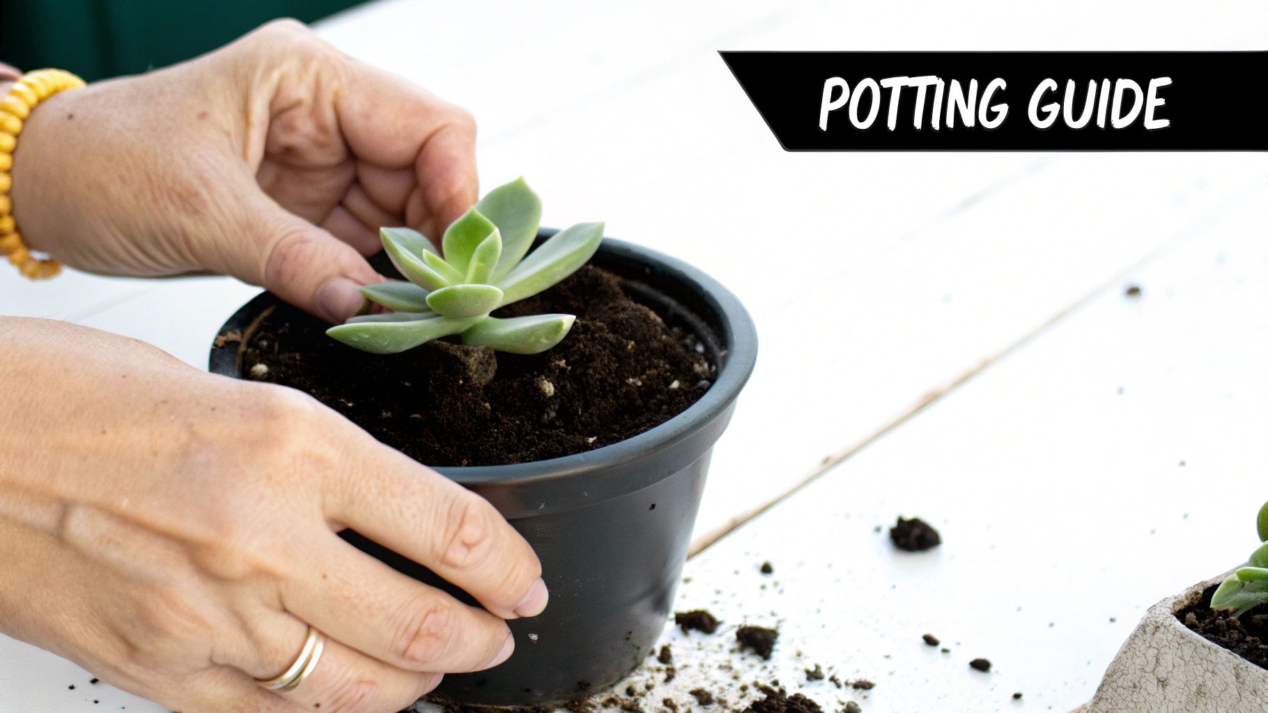 A newly potted succulent cutting in a small terracotta pot.