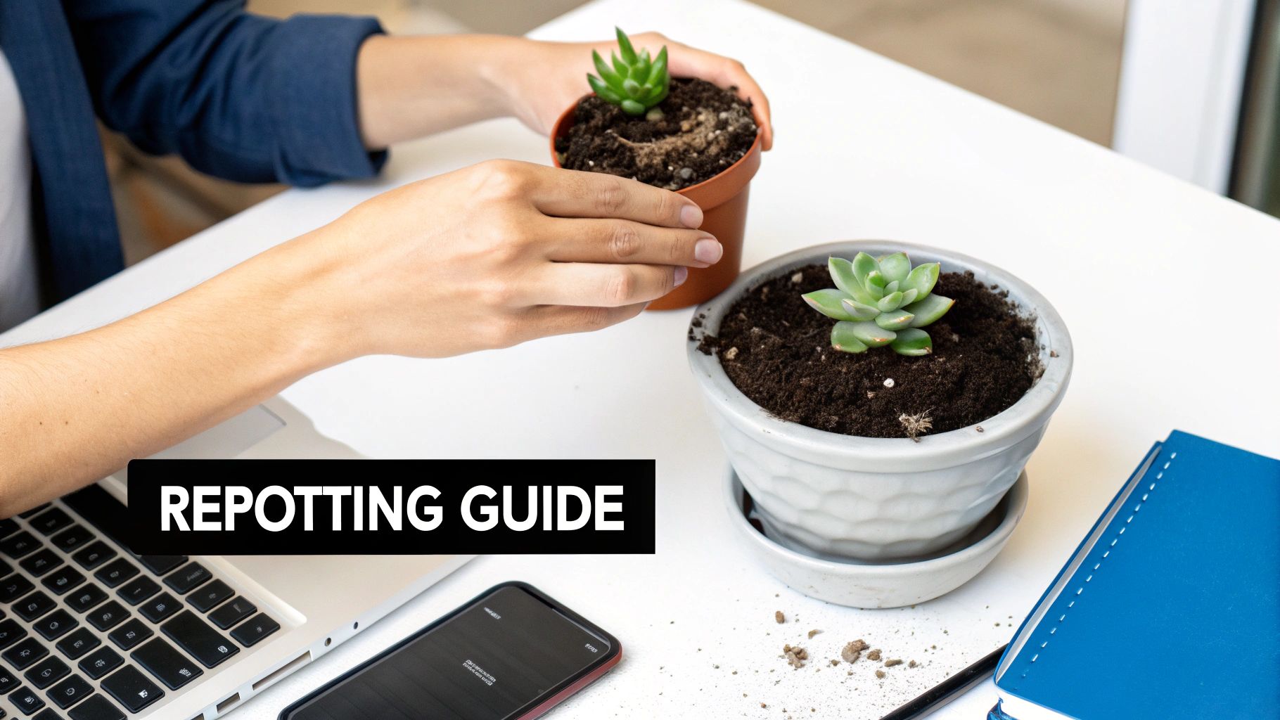 A person's hands repotting a small succulent plant on a white desk, with a 'Repotting Guide' banner.