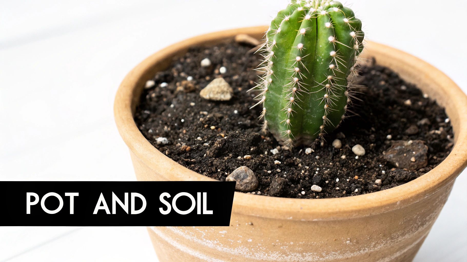 A small green cactus with prominent spines is planted in a terracotta pot filled with dark soil and stones.