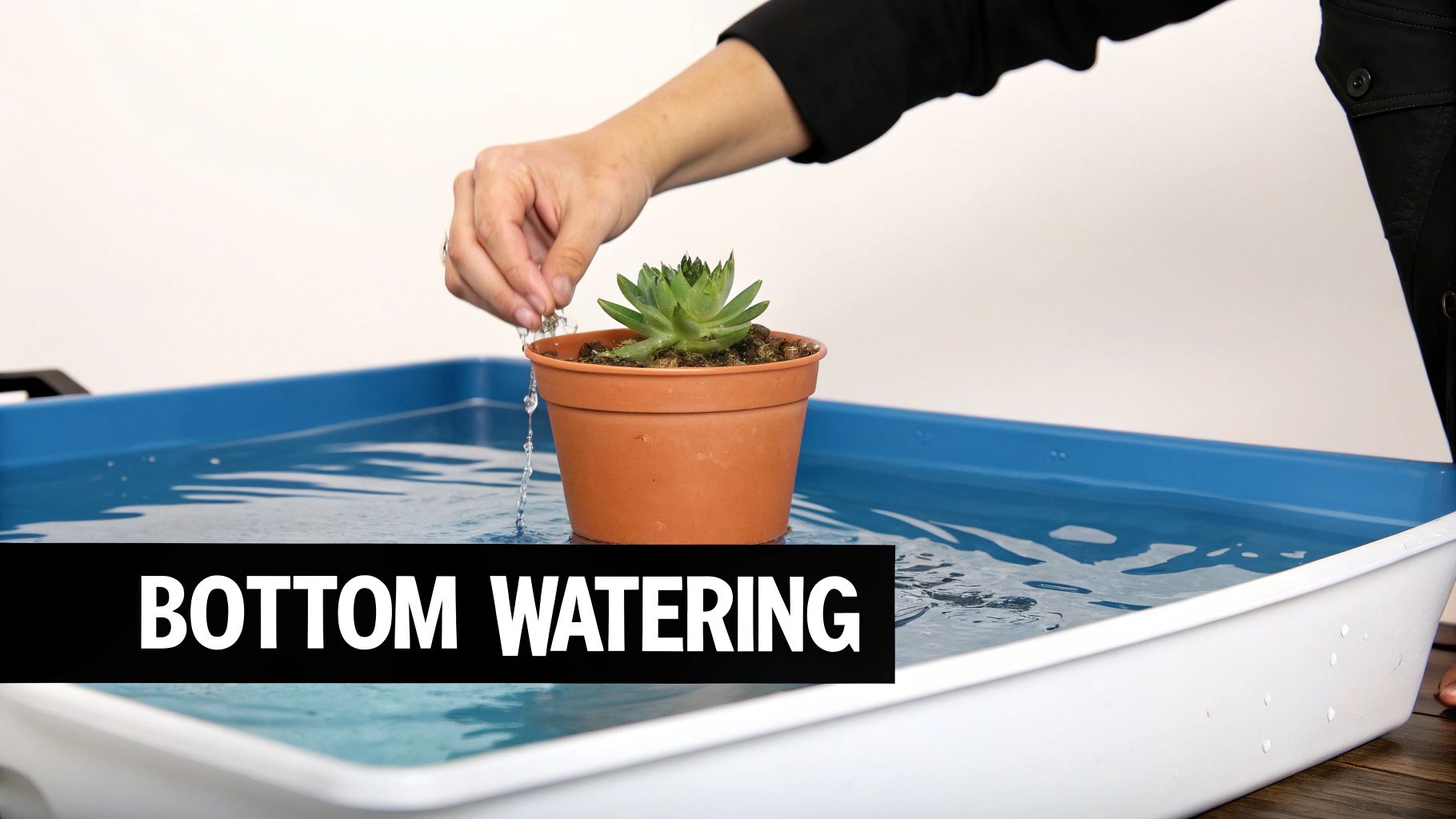 A person's hand demonstrates bottom watering a small succulent plant in a pot, submerged in a water-filled tray.