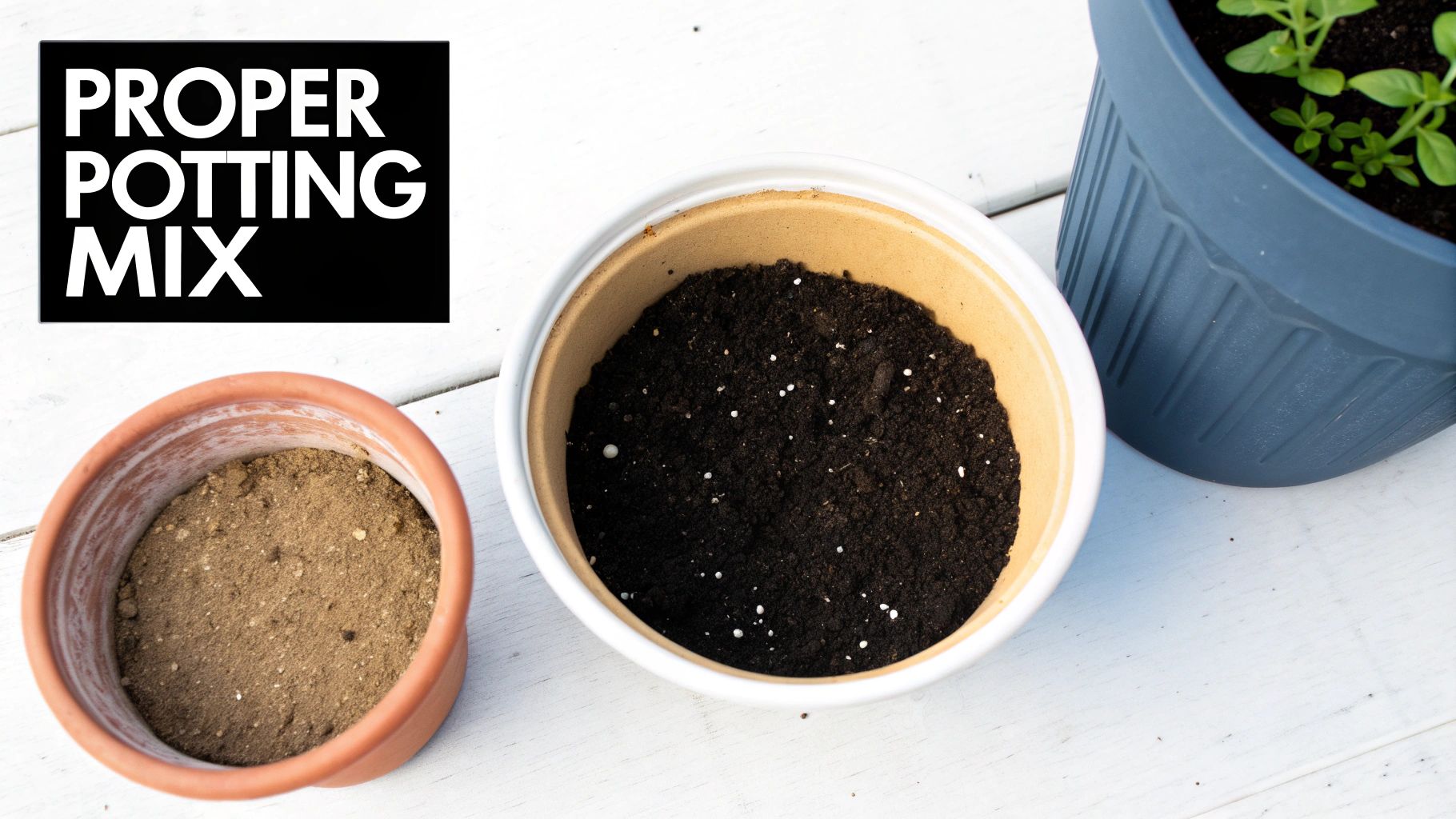 Comparison of sandy soil and proper potting mix with perlite in terracotta and white pots on a white table.