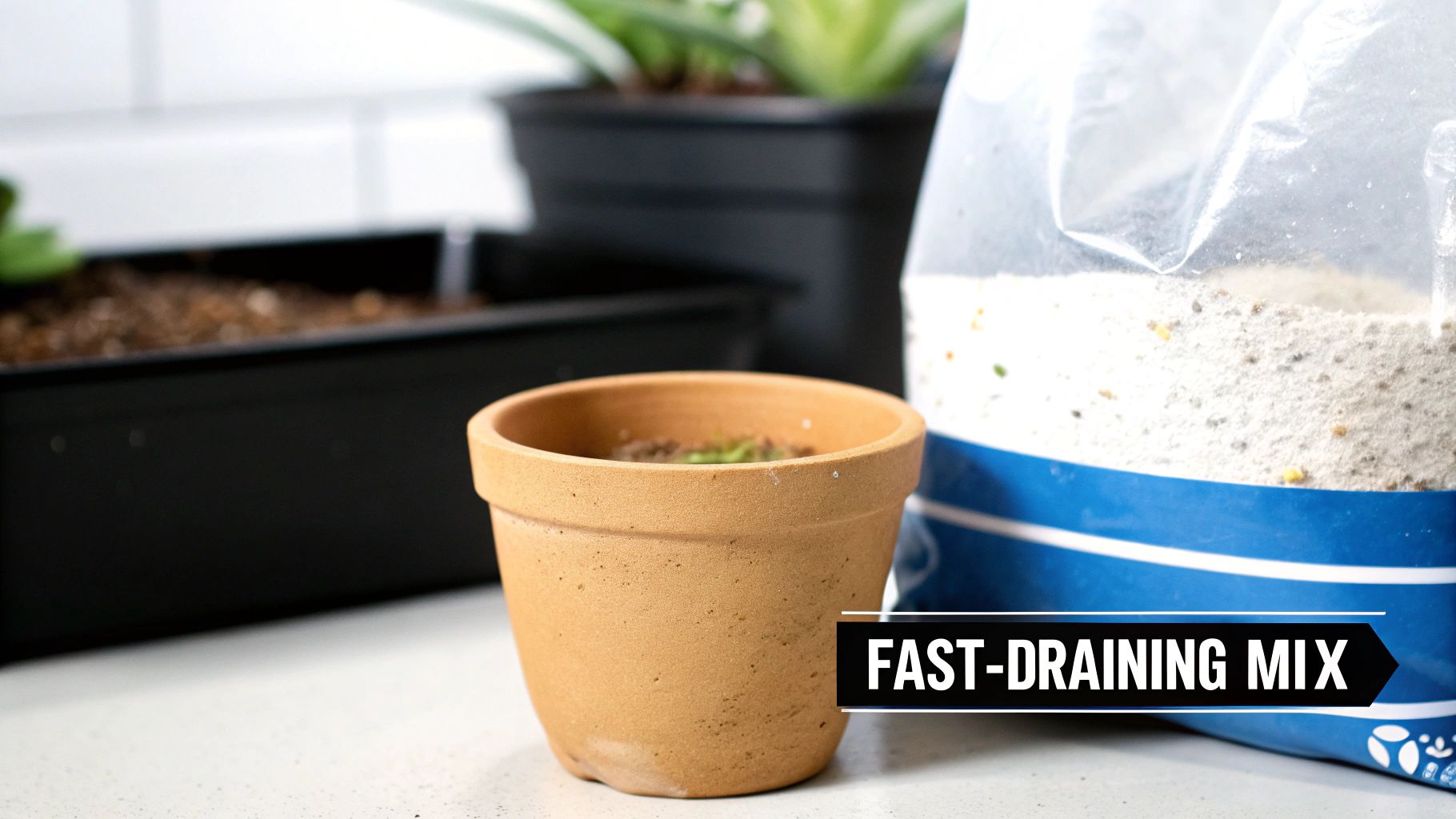 Succulent cuttings being potted in a terracotta container with well-draining soil