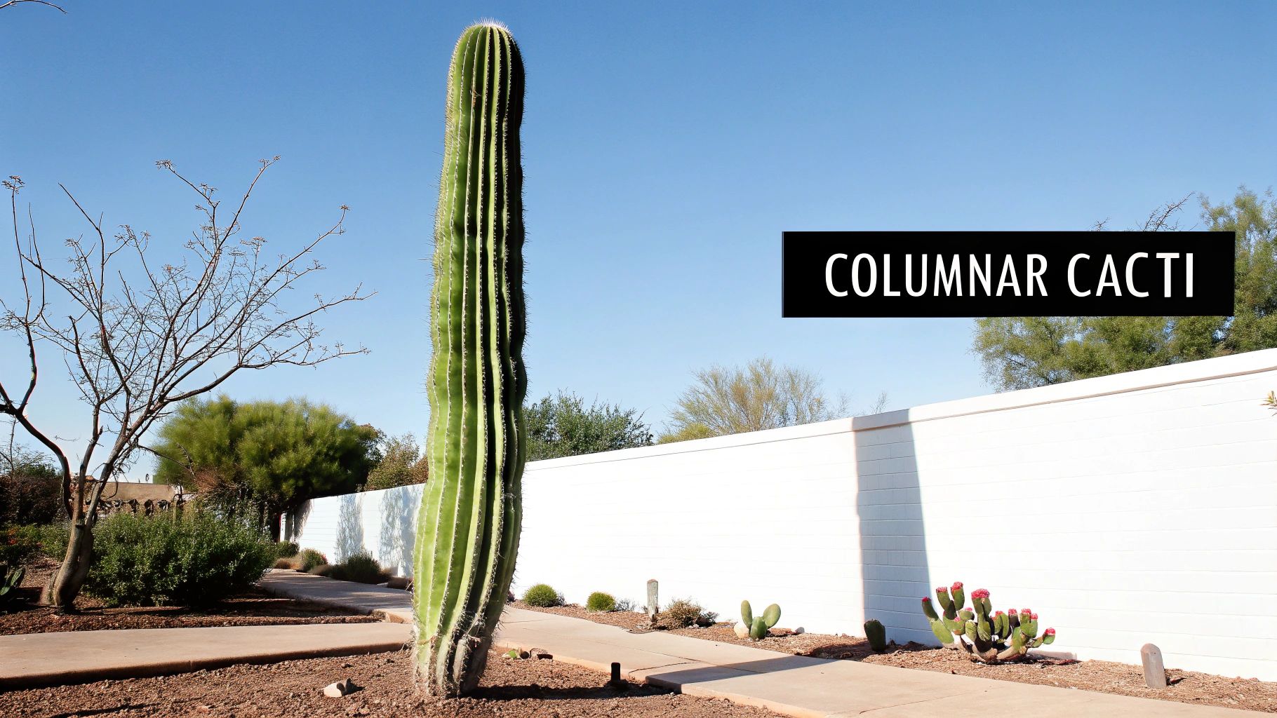 A tall columnar cactus stands prominently in a desert garden against a bright blue sky.