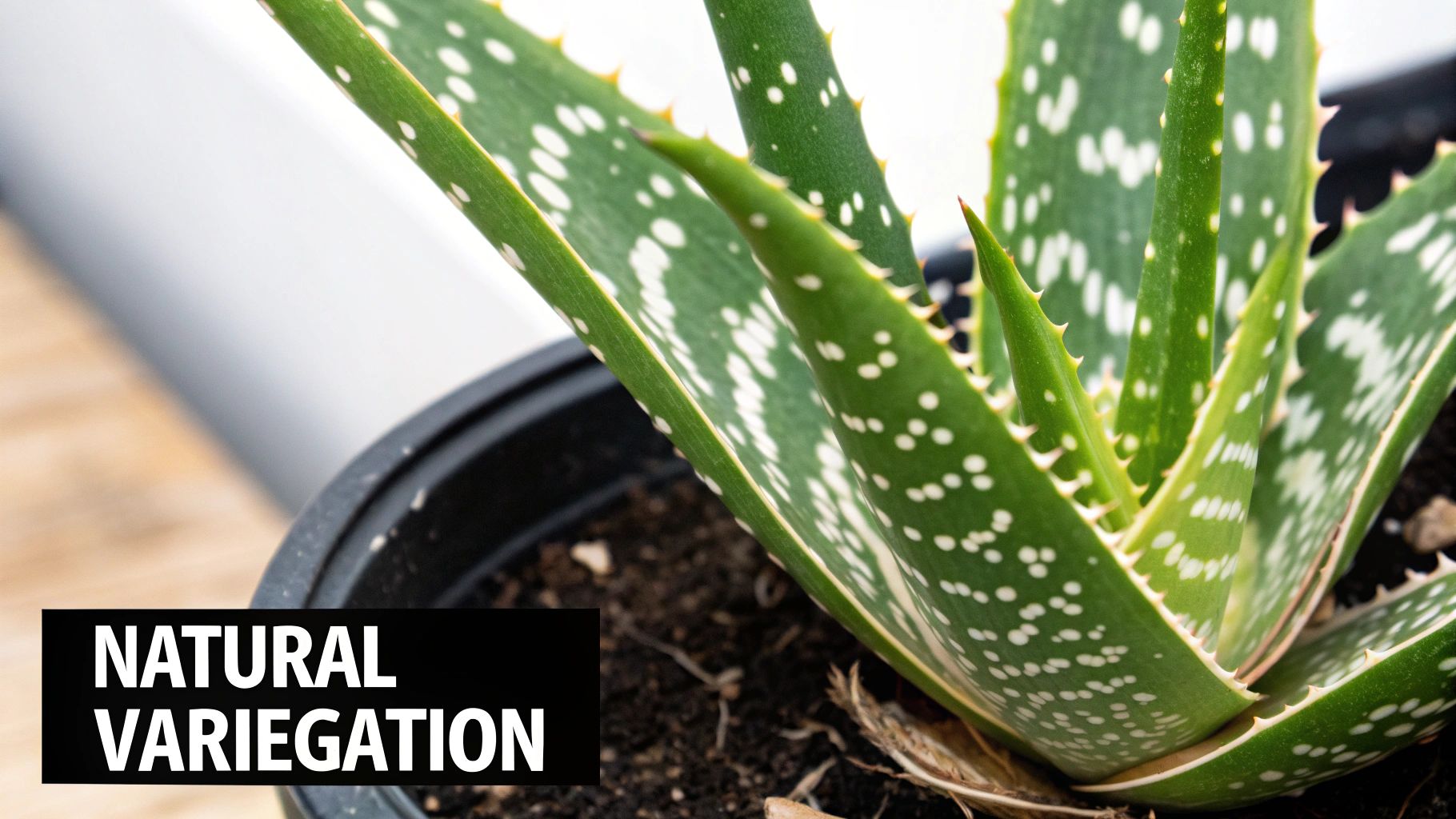 Close-up of a vibrant aloe vera plant with green leaves and natural white spot variegation in a black pot.