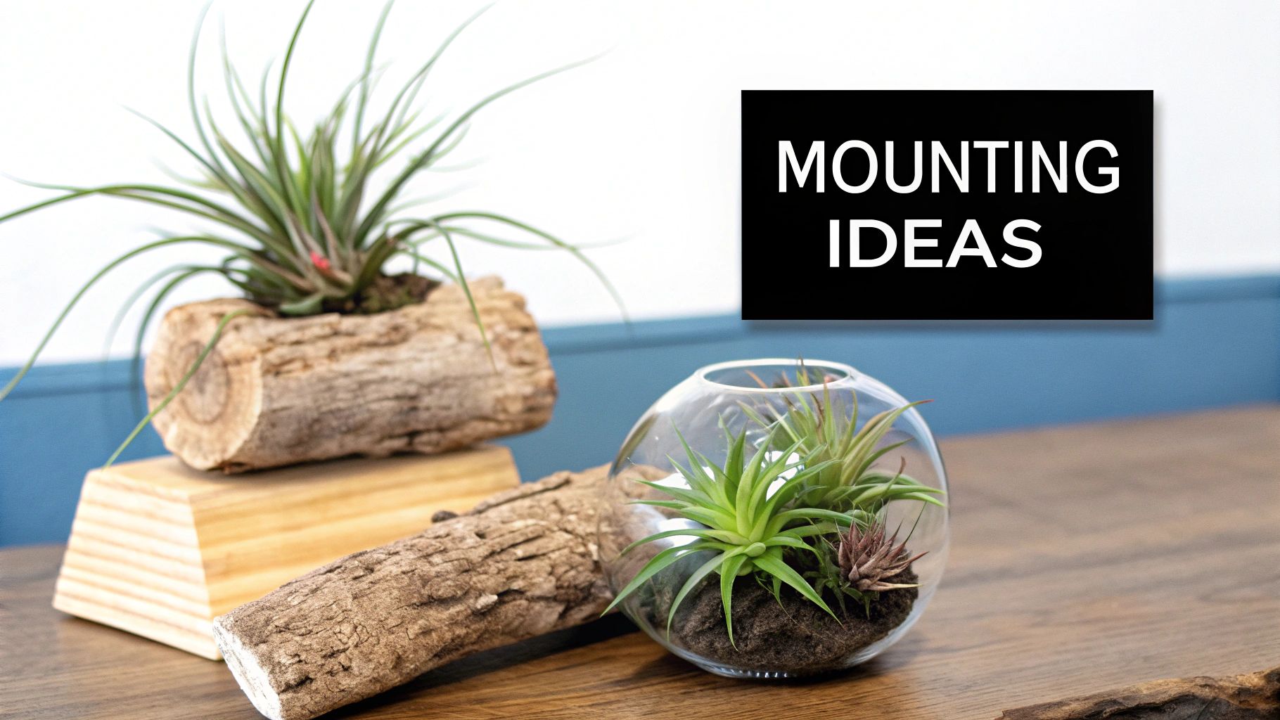 Air plants displayed creatively in a log planter, a glass terrarium, and on natural wood.