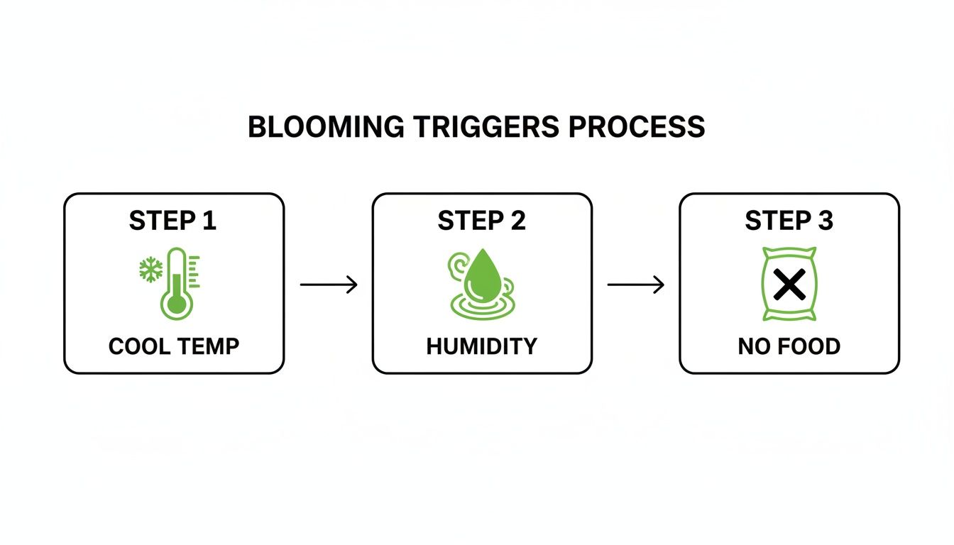 A three-step diagram illustrates the blooming triggers process: cool temp, humidity, and no food.