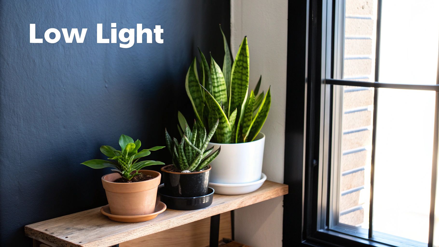 A collection of colorful Echeveria succulents with rosette shapes and vibrant hues.