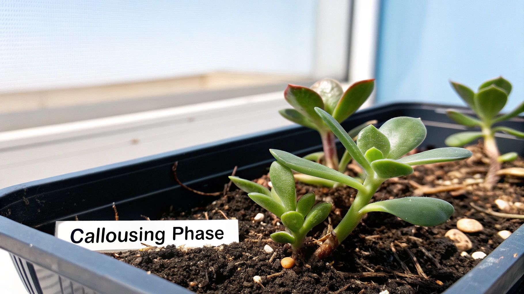 A tray of succulent leaf cuttings beginning to show new growth