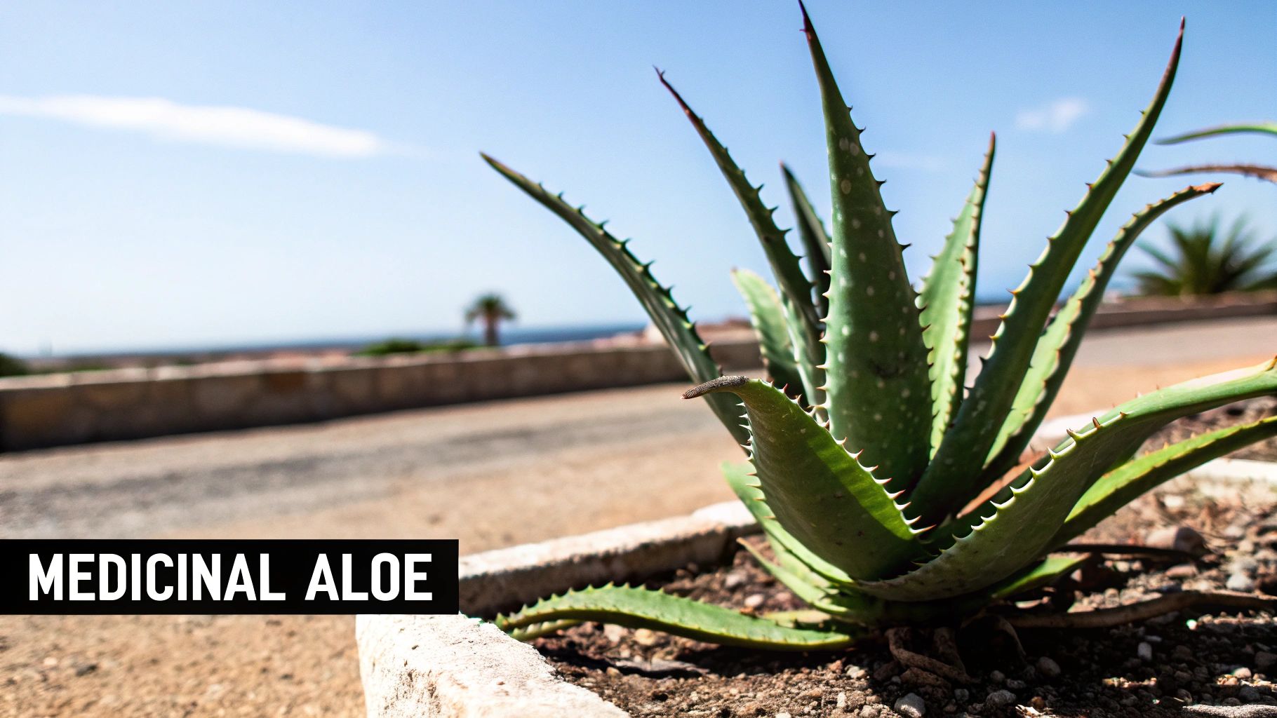 A vibrant green aloe vera plant with spiky leaves thrives outdoors under a bright blue sky.