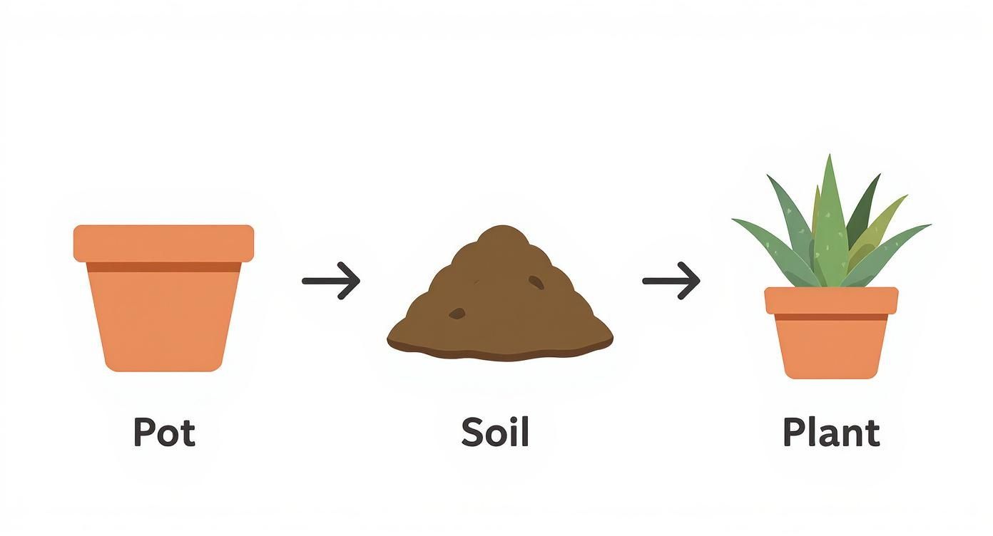 Infographic about how to care for aloe vera plants