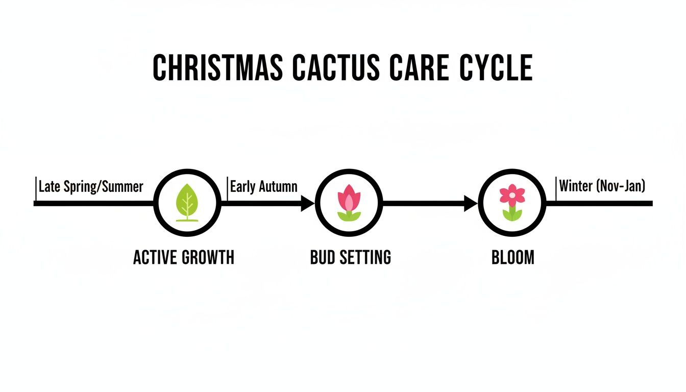 Flowchart illustrating the Christmas Cactus care cycle, detailing active growth, bud setting, and bloom phases by season.