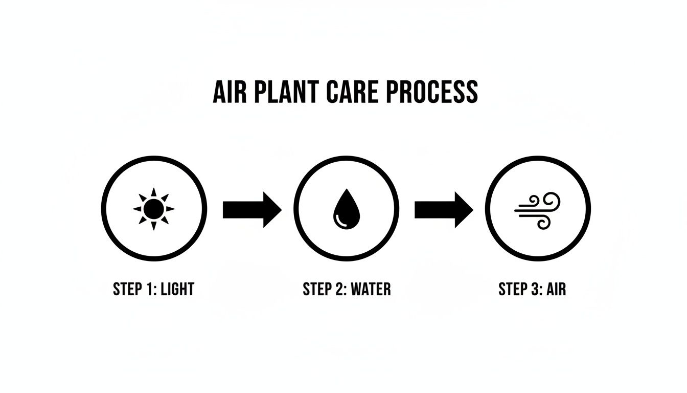 A clear diagram showing the 3-step air plant care process: light, water, and air.