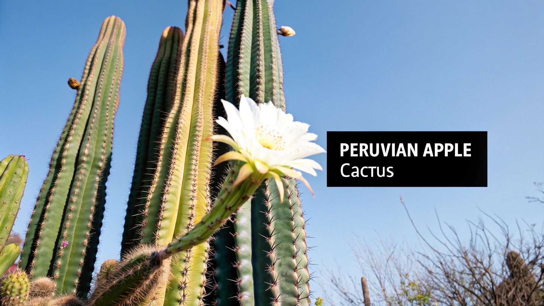 A vibrant white flower blooms on a tall Peruvian Apple cactus against a clear blue sky.