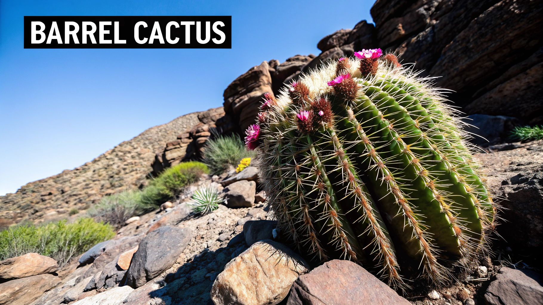 Barrel Cactus (Ferocactus species)