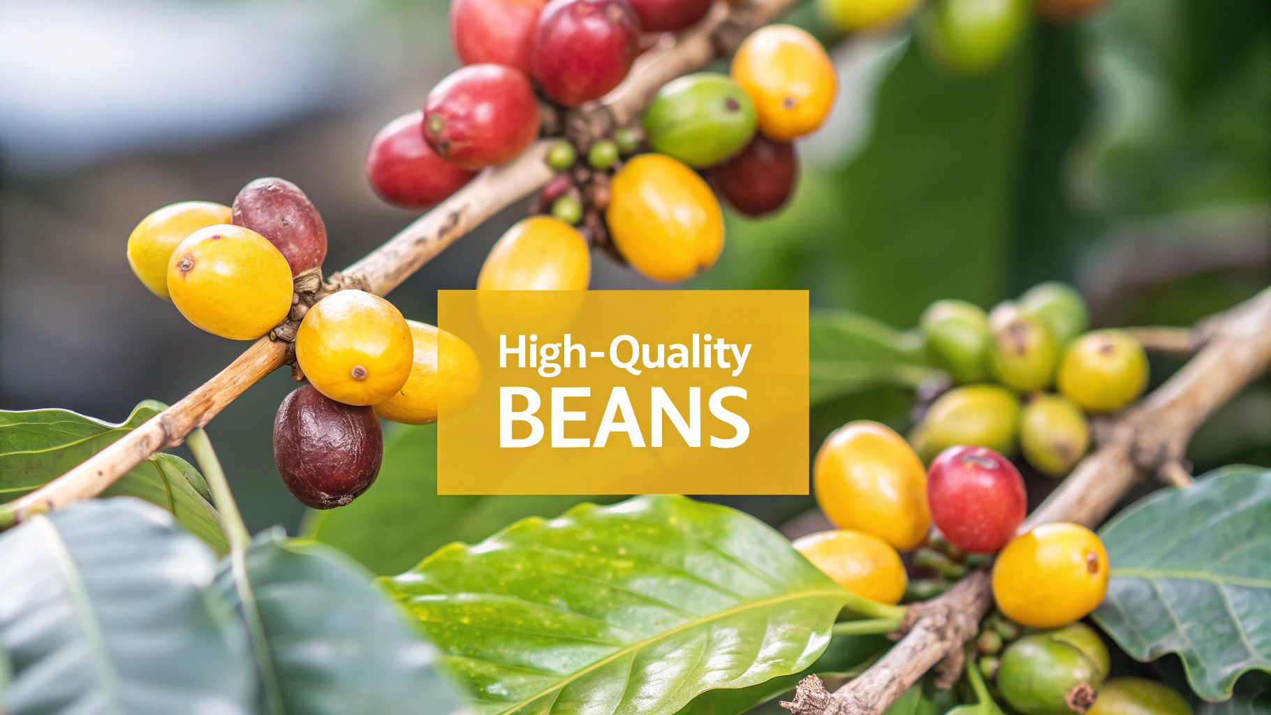 A close-up shot of high-quality, evenly roasted coffee beans.