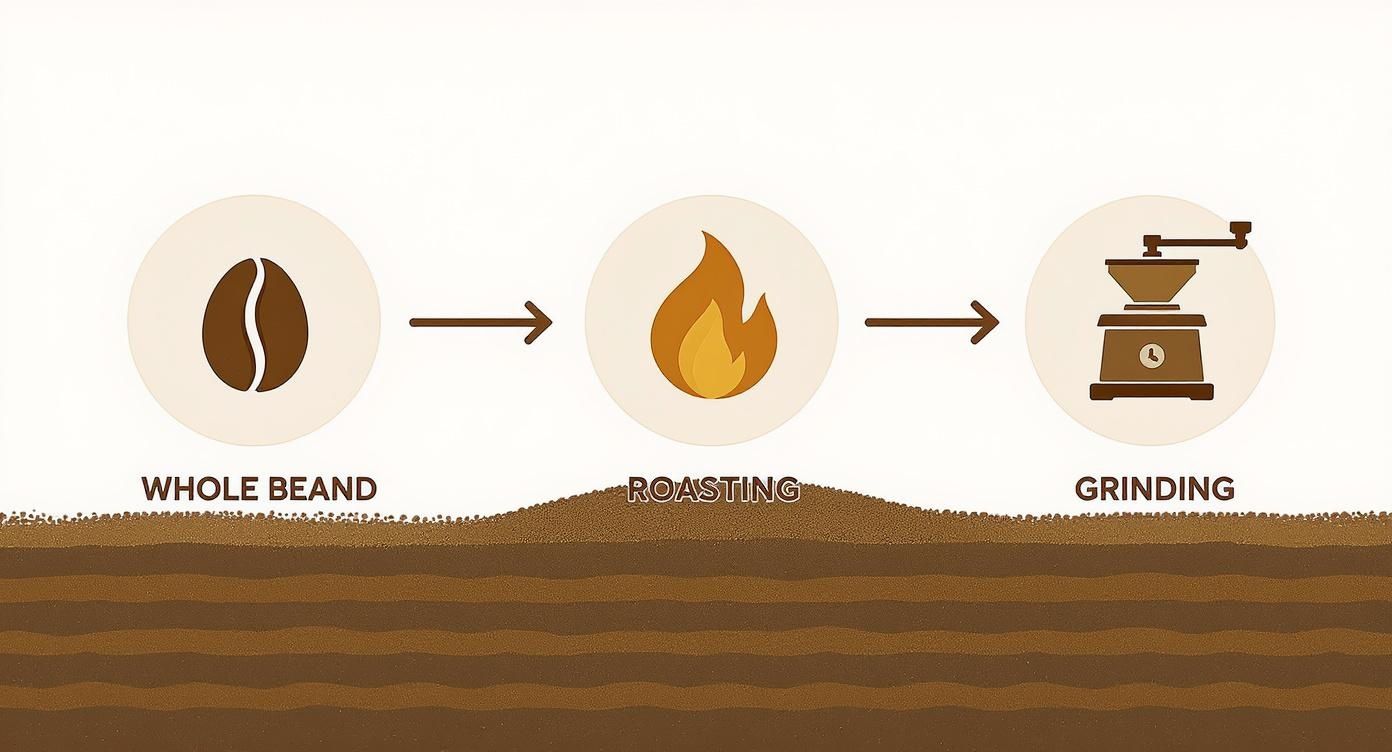 Infographic about is ground coffee instant coffee